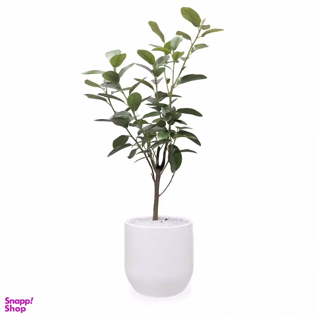 گلدان فیکوس جنگلی