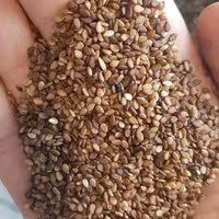 کنجد قهوه ای شسته شده و تمیز  مخصوص نانوایی شیرینی پزی و مصارف خانگی     هزینه ارسال به عهده مشتری میباشد 