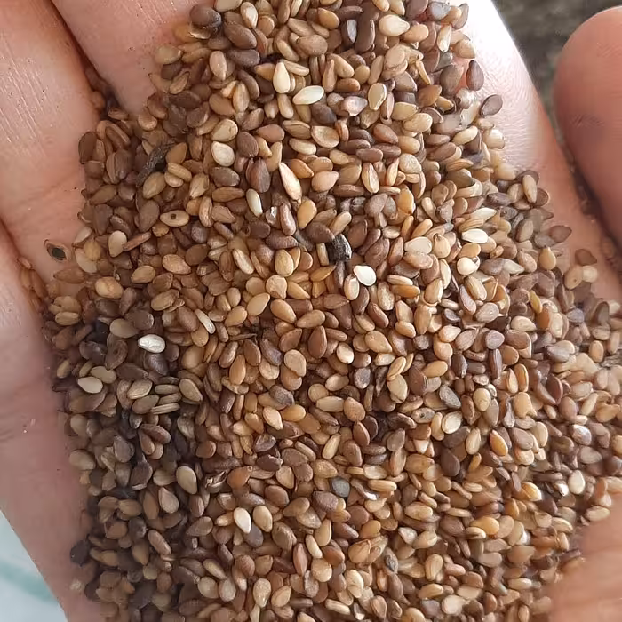 کنجد قهوه ای شسته شده و تمیز  مخصوص نانوایی شیرینی پزی و مصارف خانگی     هزینه ارسال به عهده مشتری میباشد 