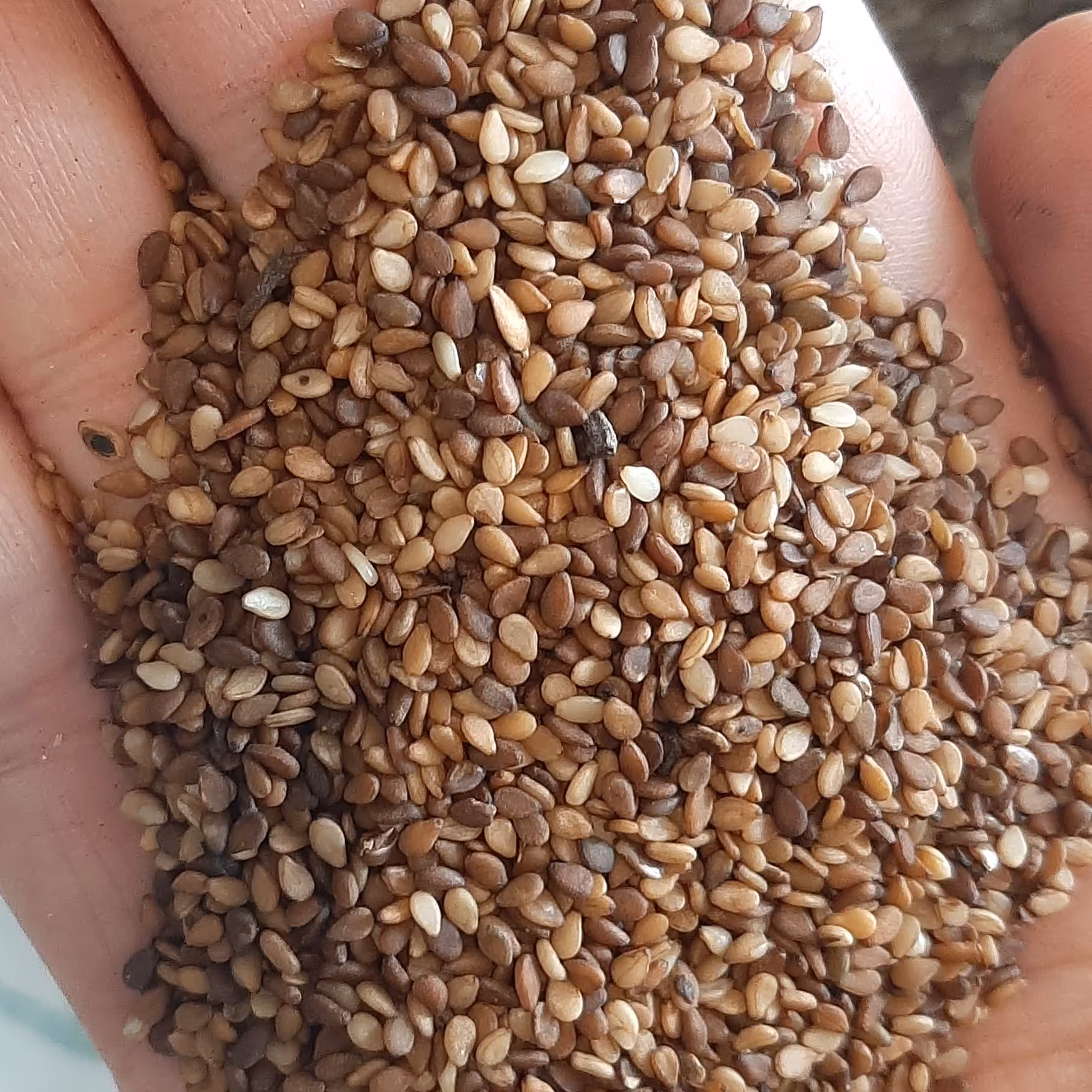 کنجد قهوه ای شسته شده و تمیز  مخصوص نانوایی شیرینی پزی و مصارف خانگی     هزینه ارسال به عهده مشتری میباشد 