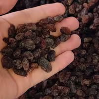 مویز هسته دار مرغوب