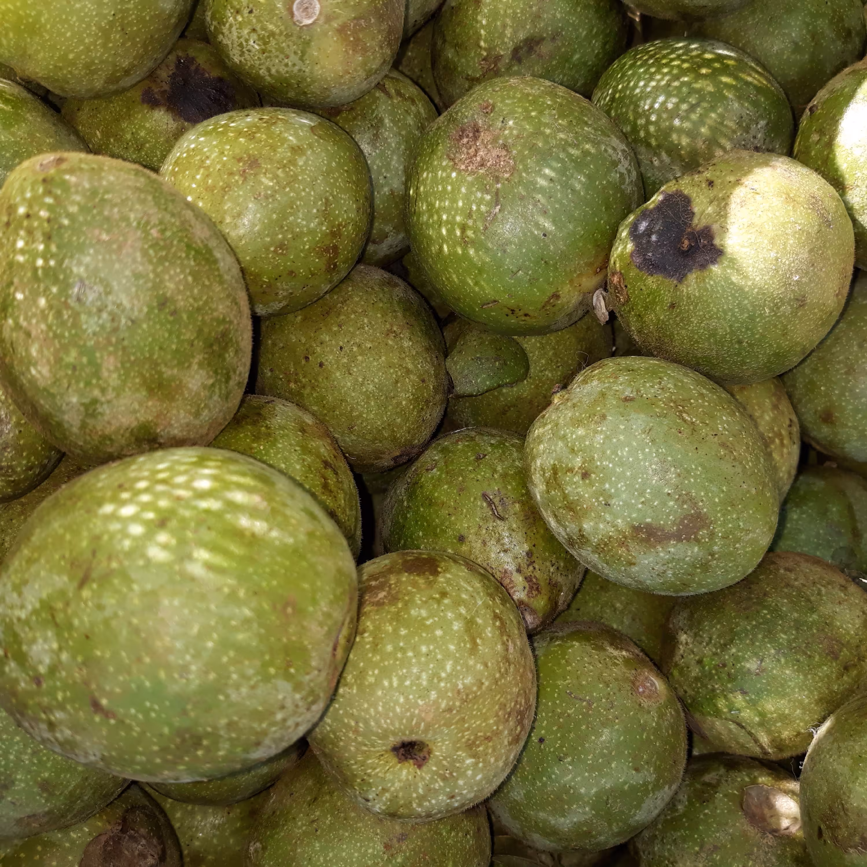 گردو سبز دویست کیلو یی