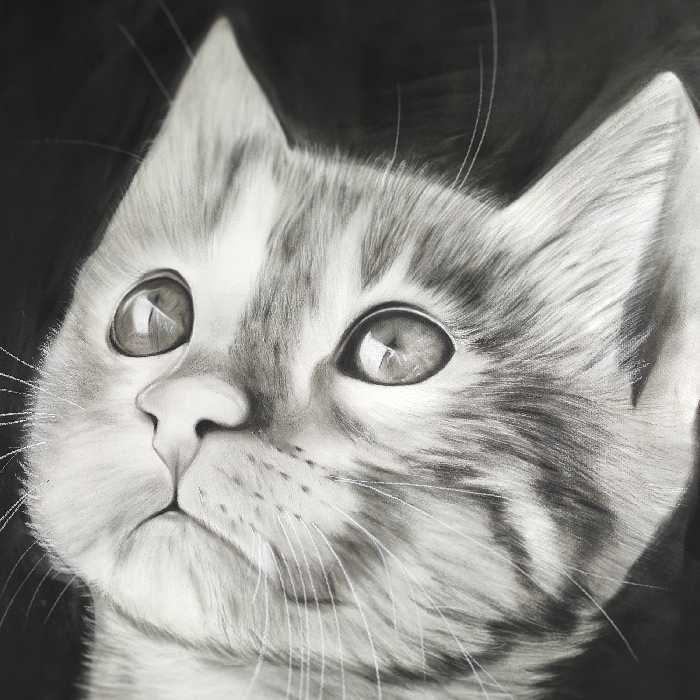 نقاشی  گربه سیاه قلم