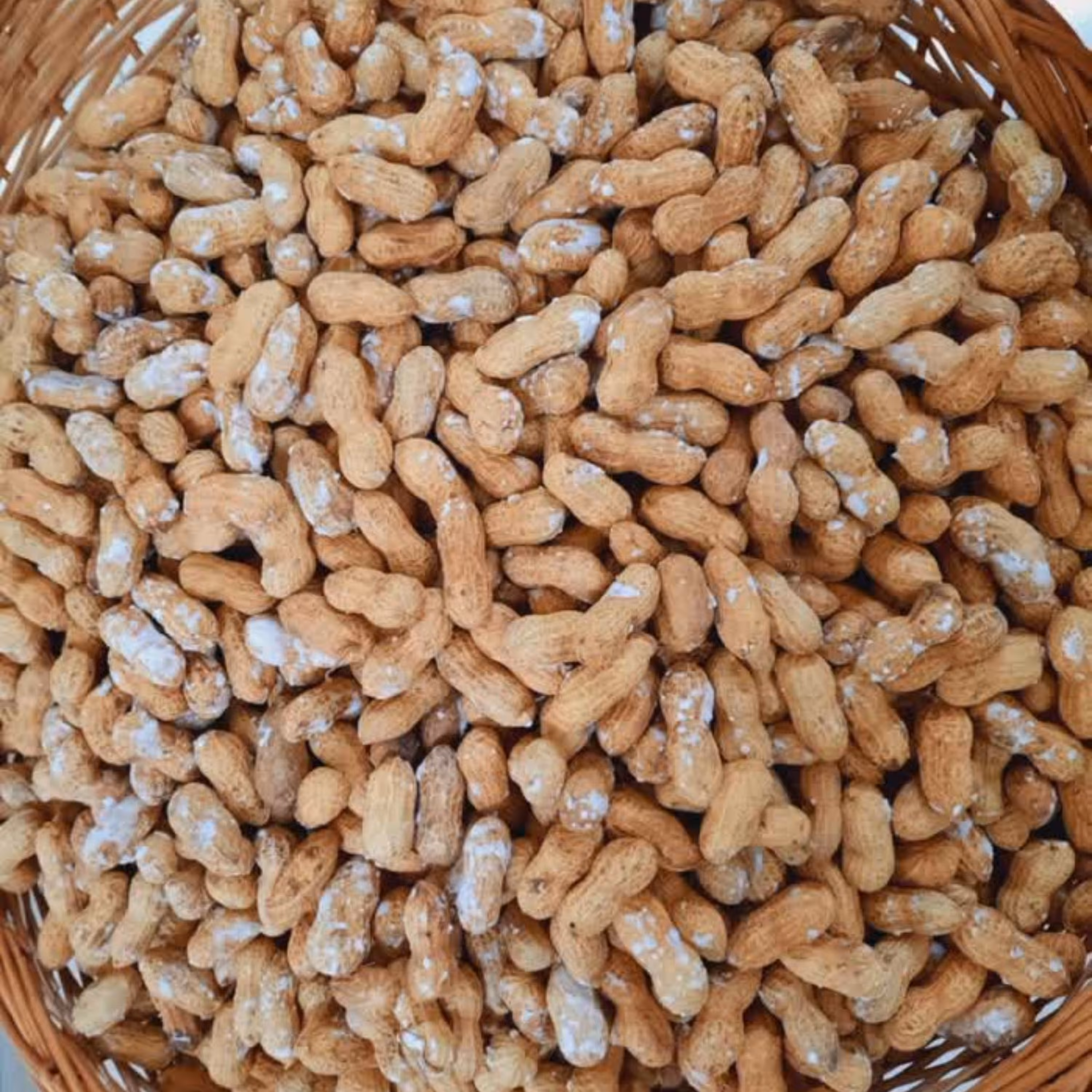 بادام زمینی پیله ای 