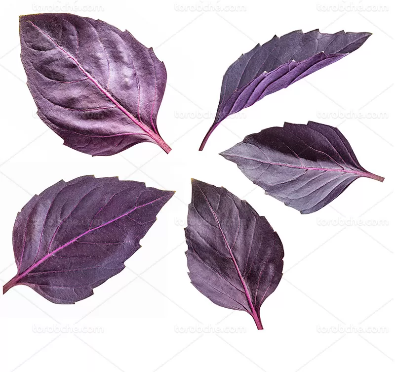 عکس ریحان بنفش | گرافیک با طعم تربچه