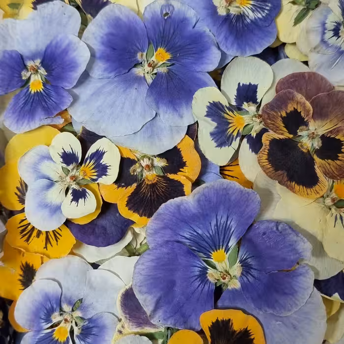 گلخشک بنفشه رنگی سایز 3 الی 5 سانتی متری تک عددی