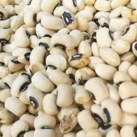 لوبیا چشم بلبلی