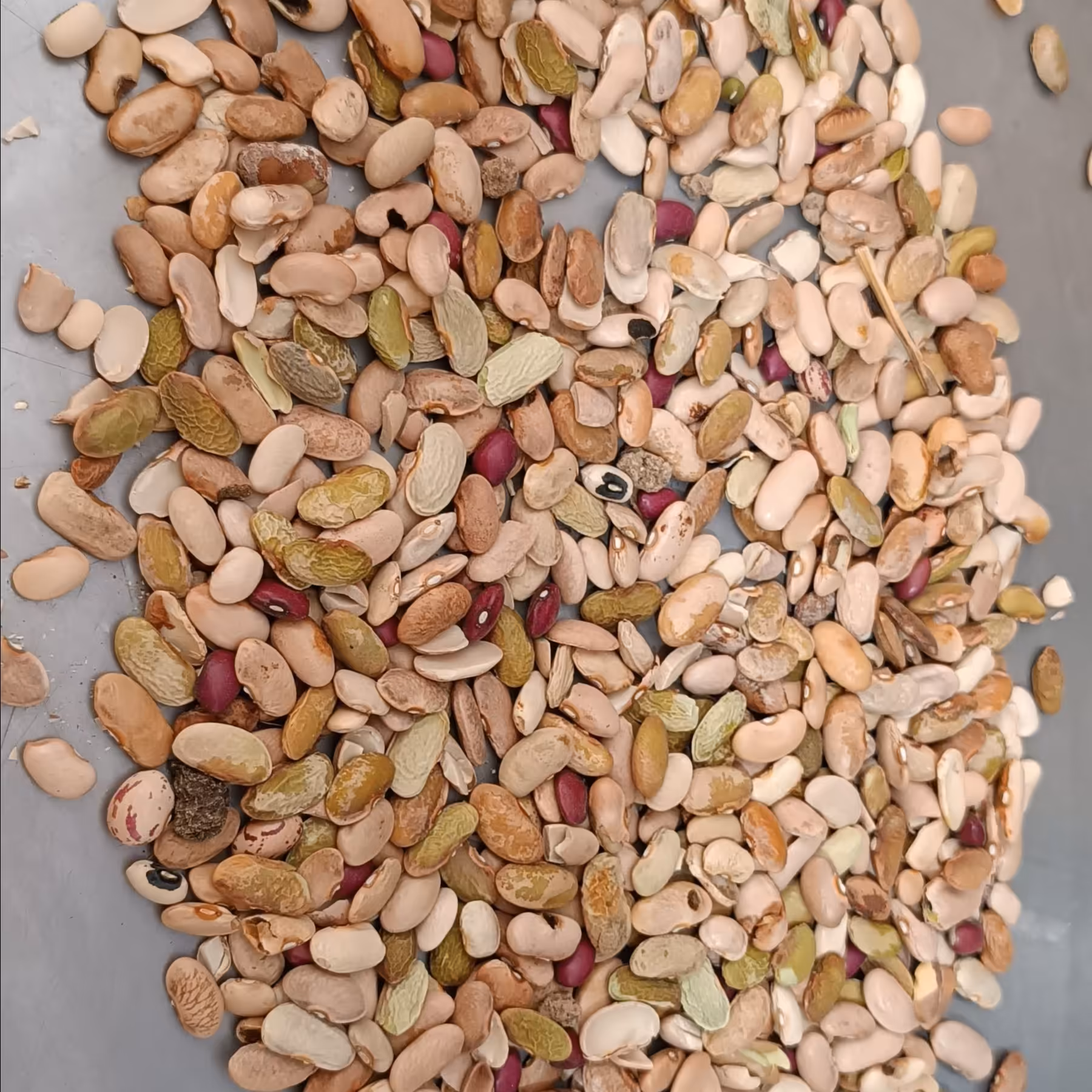 لوبیارشتی درجه2