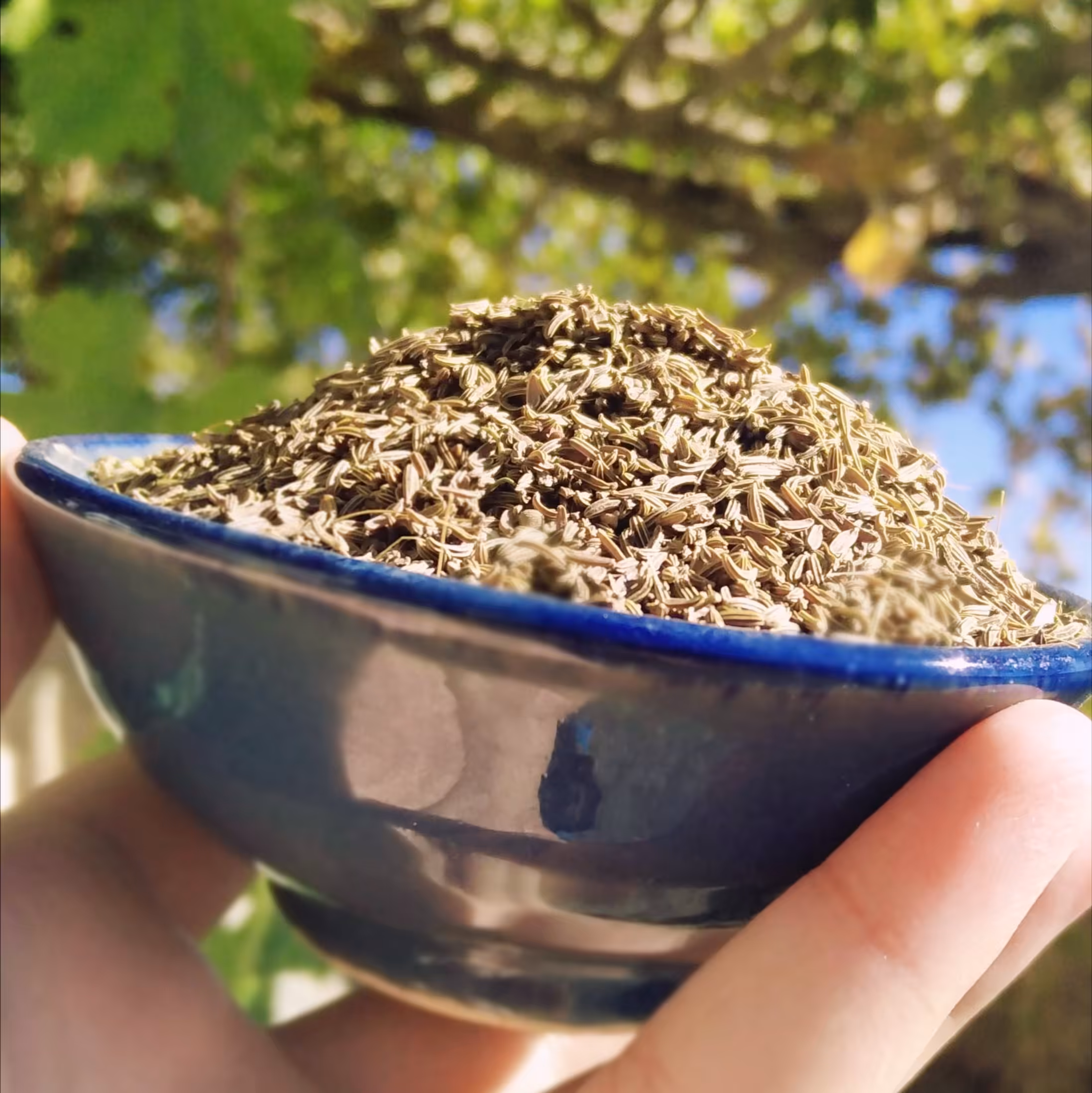 زیره سیاه کرمان.