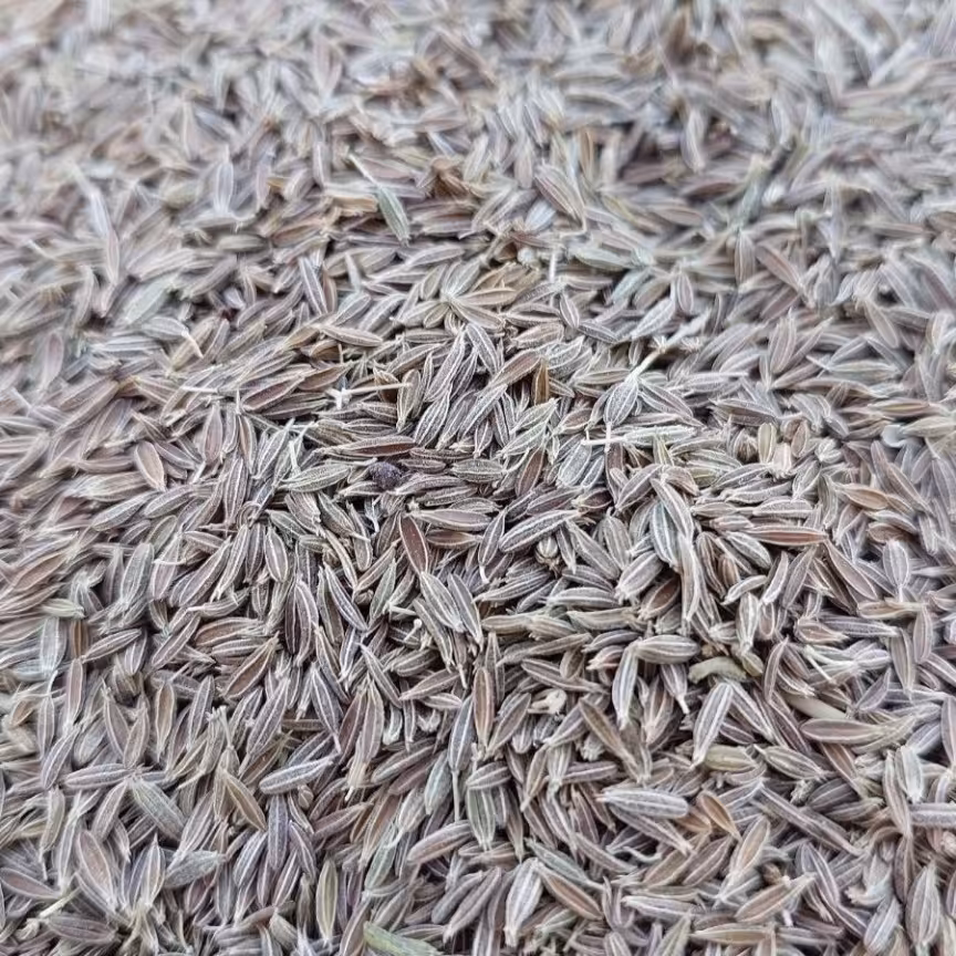 زیره سبز درجه یک امسال(2 کیلویی) شیراز گل 