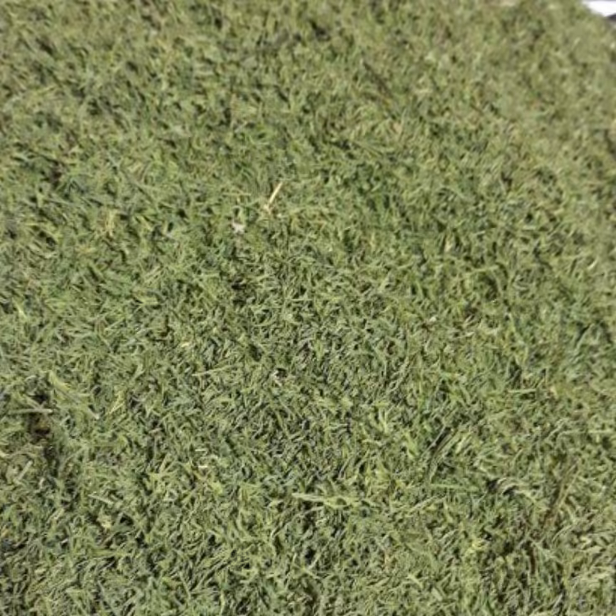 شوید خشک ممتاز 