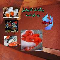 پودر رنگدانه قرمز کاروفیل رد فرانسه 20 گرمی  کانتازانتین قناری و پرنده و تخم مرغ و قزل الا سالمون و ماهی زینتی ومیگو