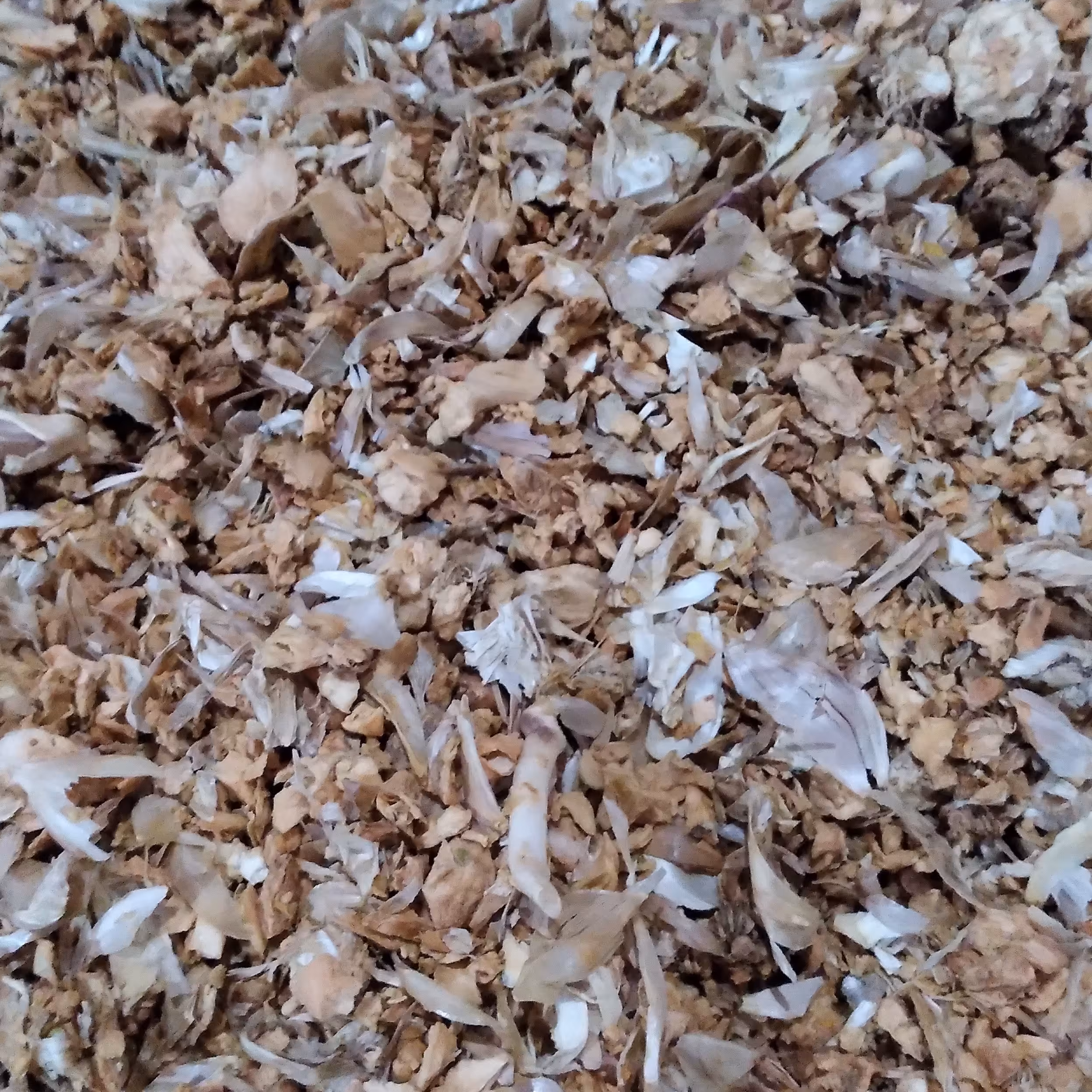 سیر خشک پوشالی