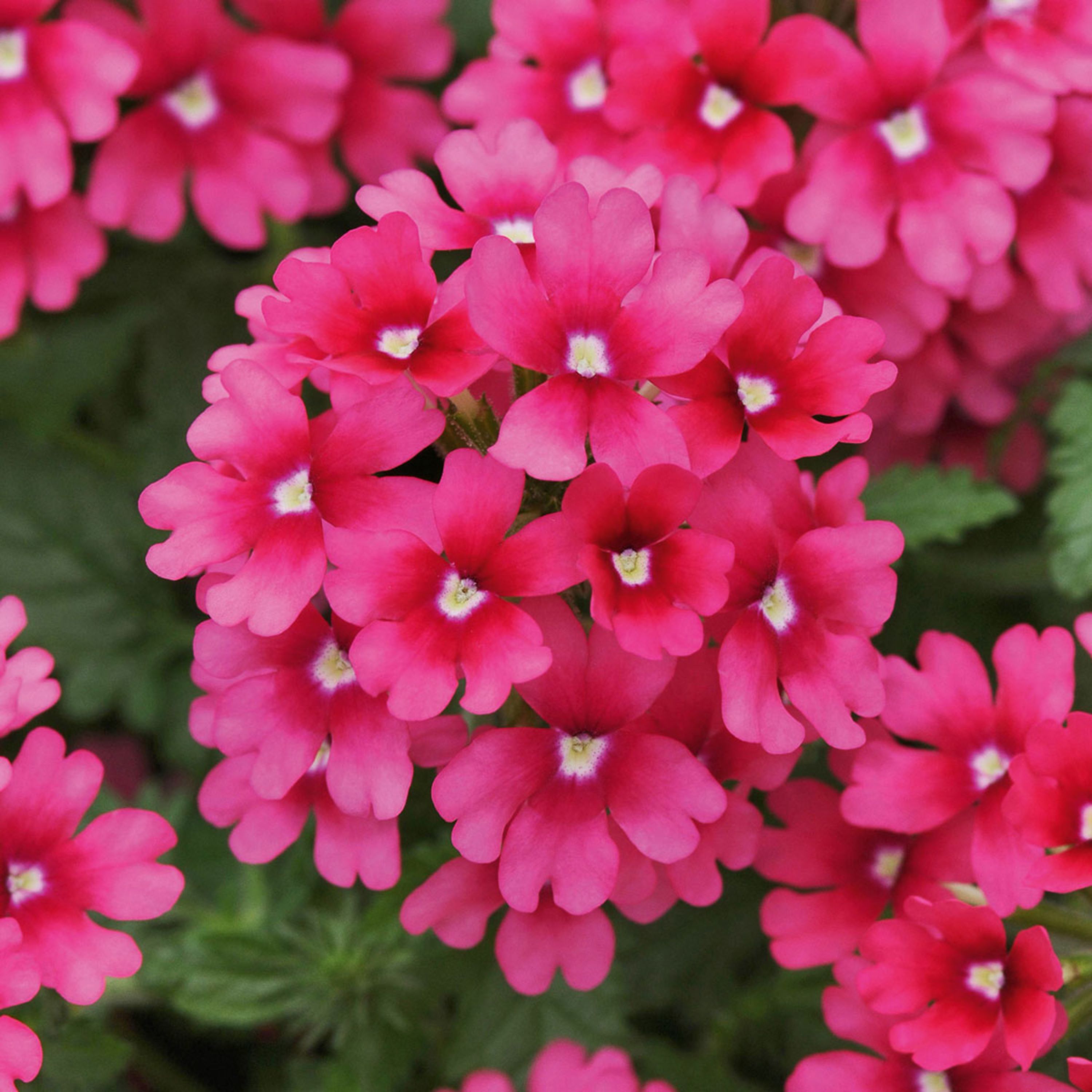 بذر گل شاه پسند صورتی