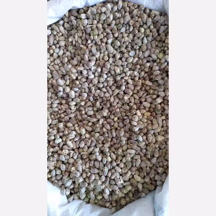 تخم کنگر فرنگی 200 گرم