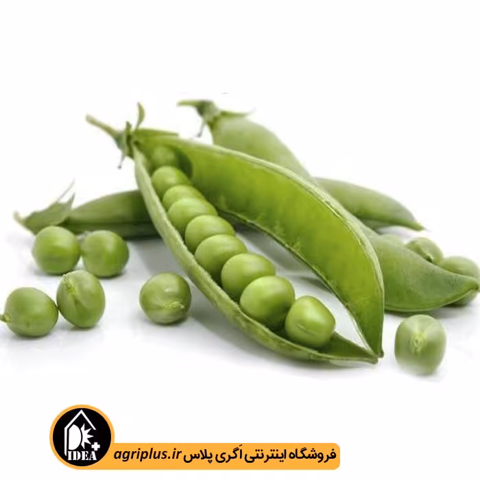 بذر نخود فرنگی بسته بندی خانگی