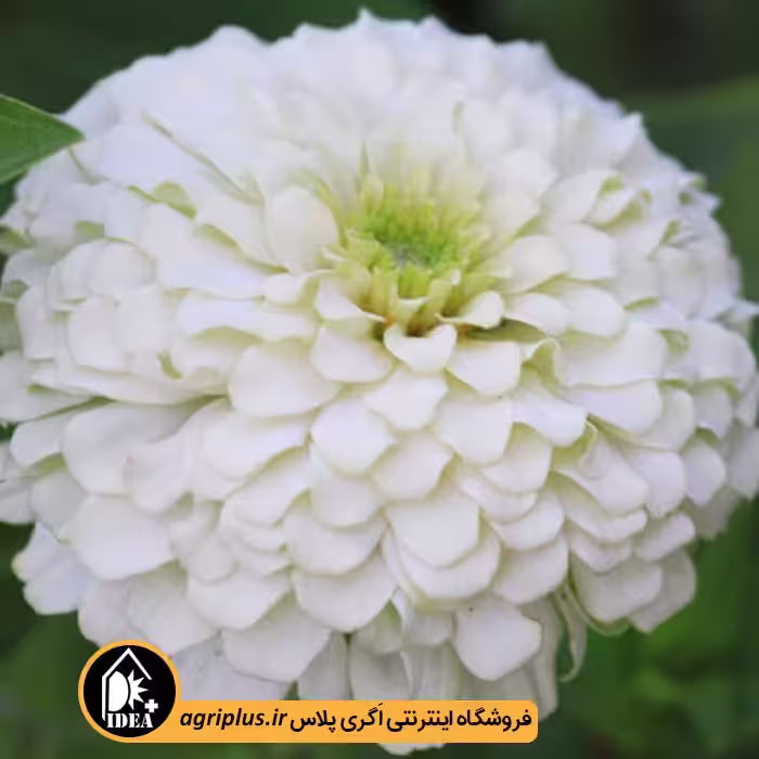 بذر گل آهار پاکوتاه