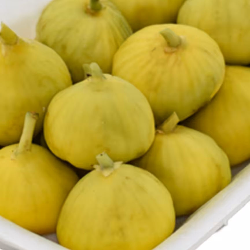 انجیر زرد