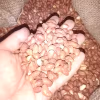 بادام زمینی بوداده حاج علی خوشمزه و خوش طعم ( یک کیلو گرم )