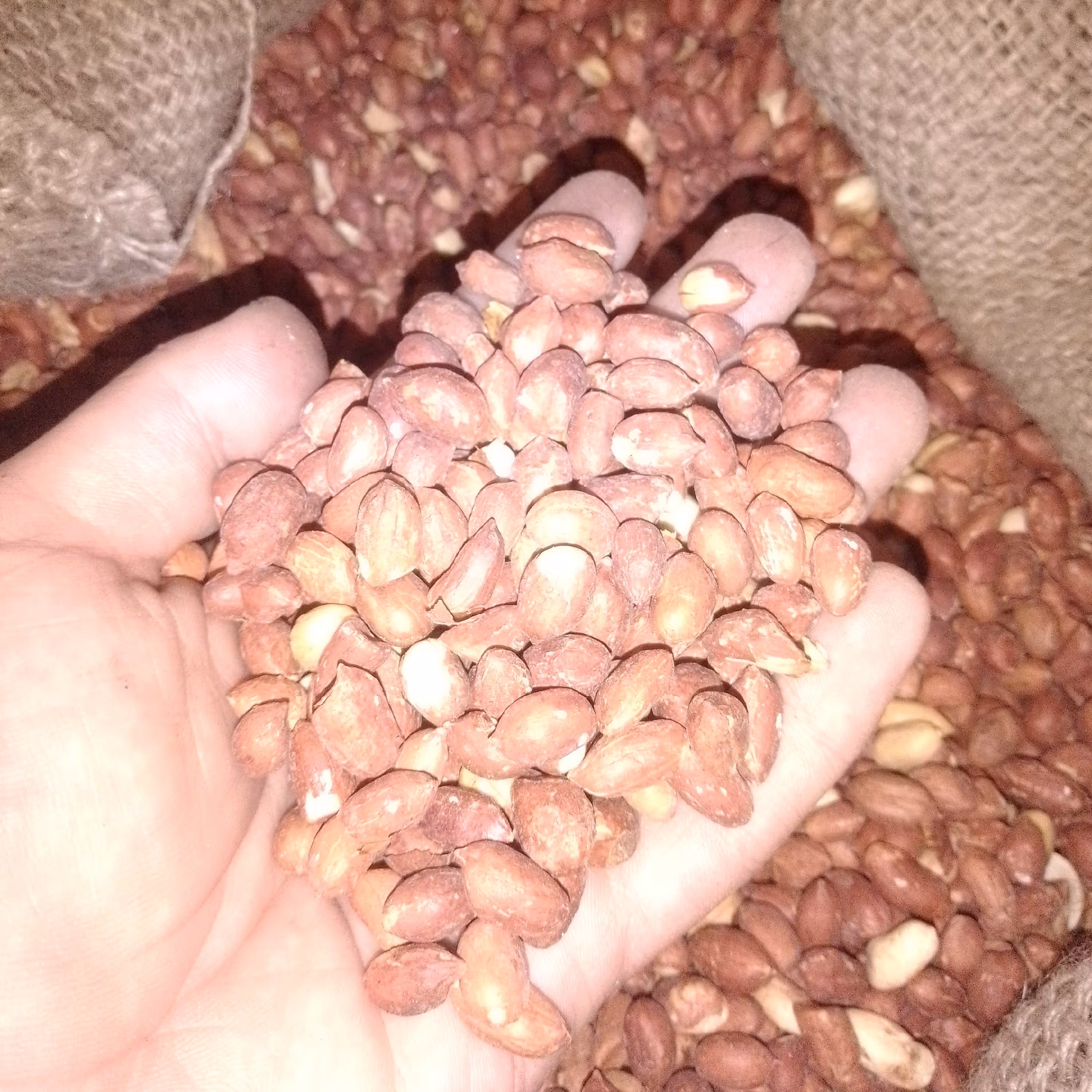 بادام زمینی بوداده حاج علی خوشمزه و خوش طعم ( یک کیلو گرم )