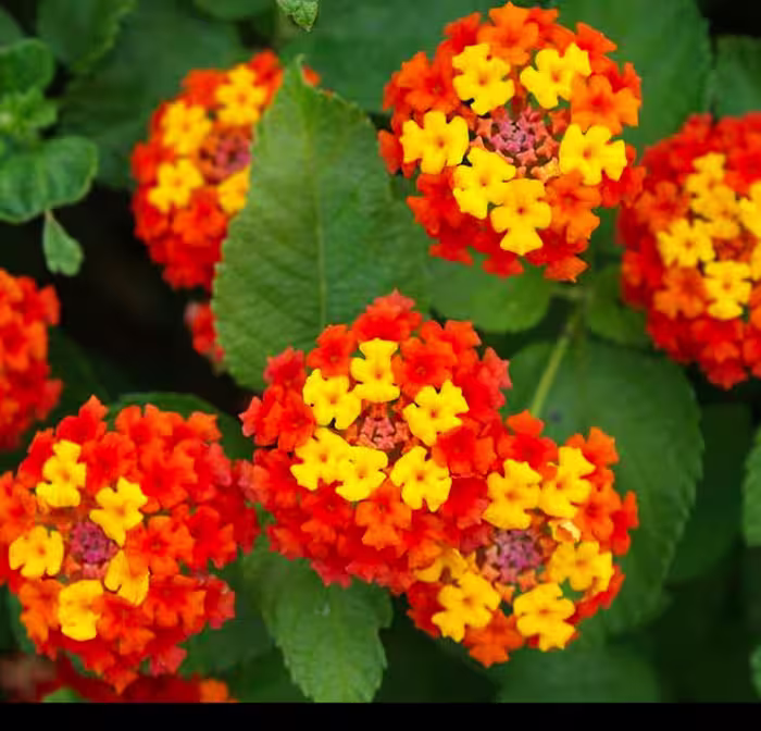 بذر گل شاهپسند (15 بذر )