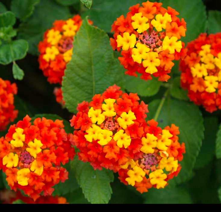 بذر گل شاهپسند (15 بذر )