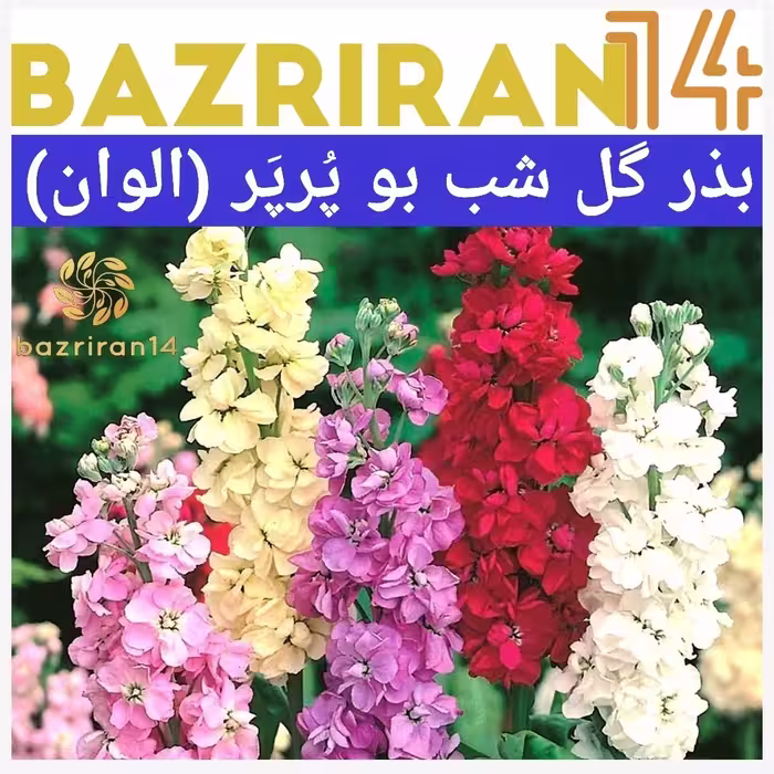 بذر شب بو پُرپَر