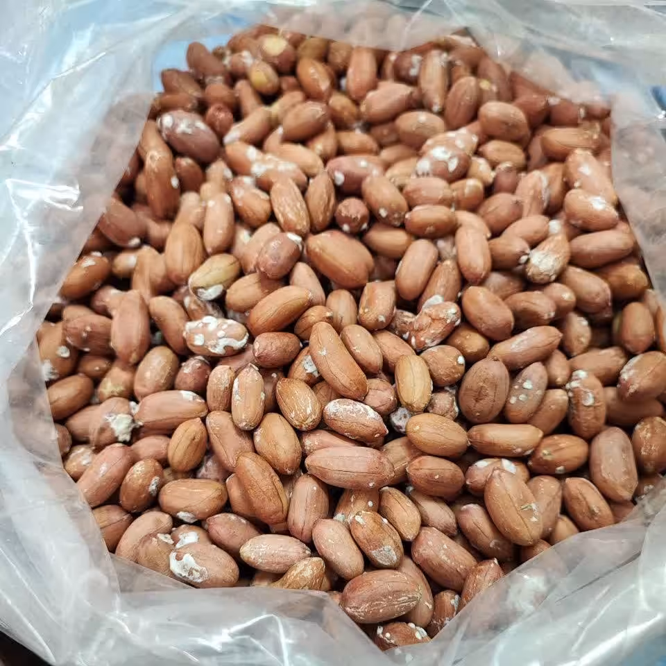 بادام زمینی تازه درجه یک آستانه اشرفیه برکت (نیم کیلویی)