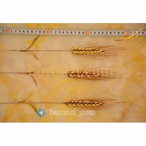 خوشه گندم برنجی