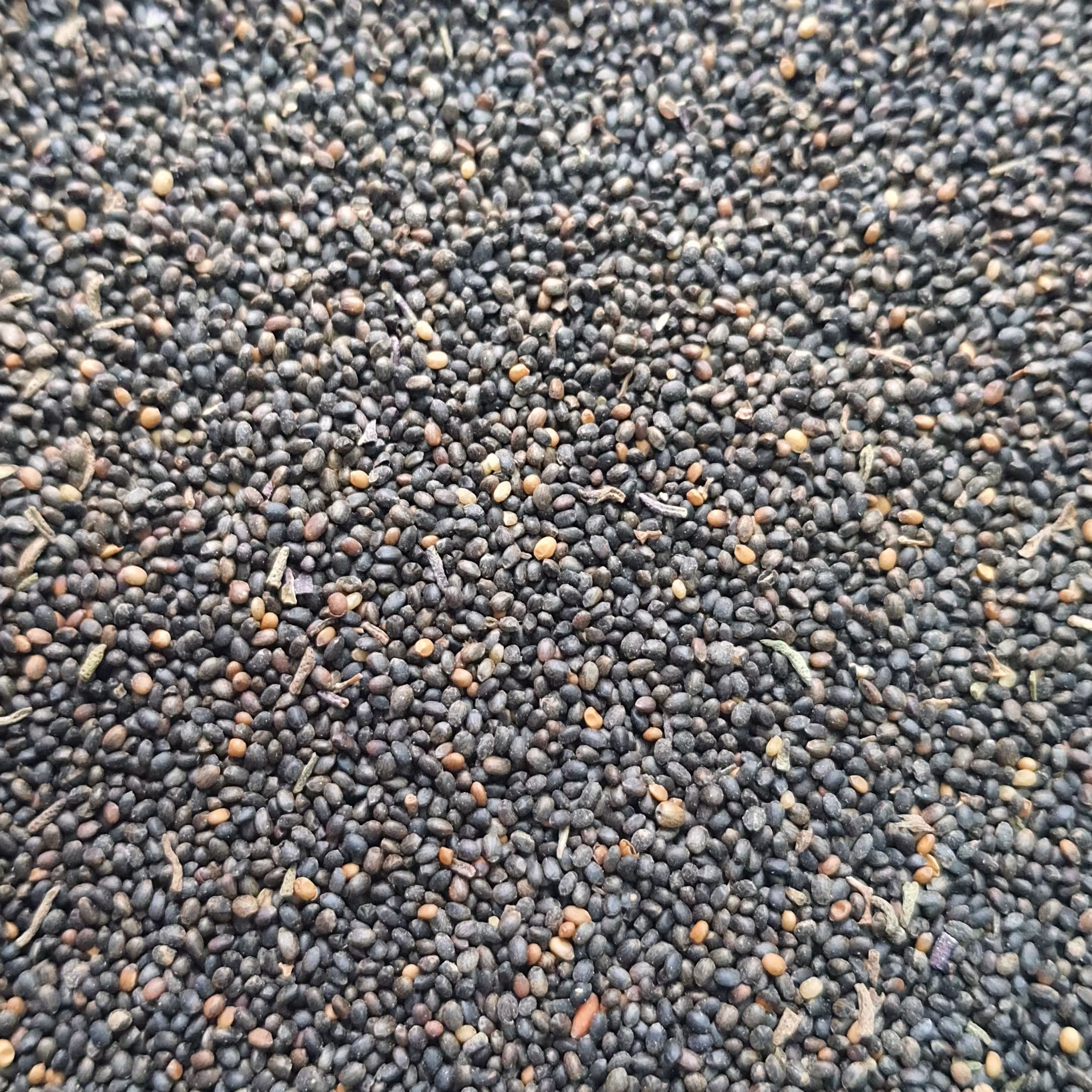 تخم مرزه (38 گرمی)