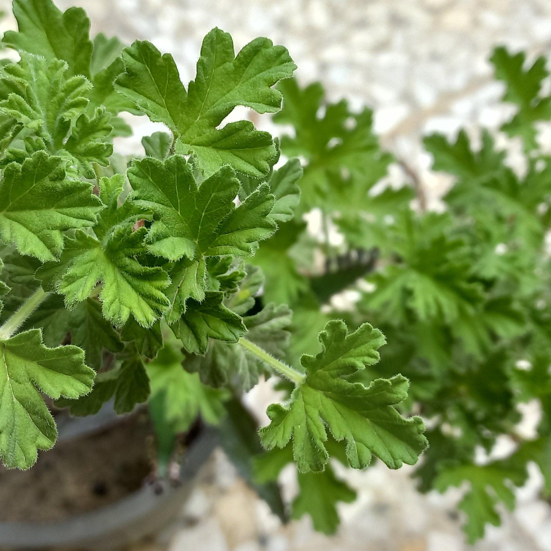 گل شمعدانی عطری...خوشبو و زیبا..ارسال با اتوبوس و پس کرایه