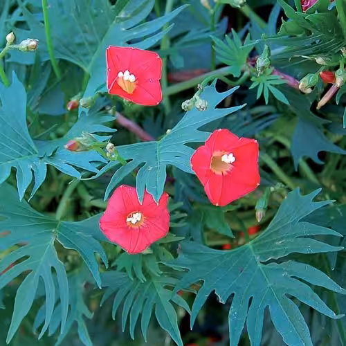 بذر پیچ کاردینال گل قرمز - بسته  110 عددی