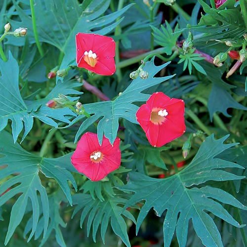 بذر پیچ کاردینال گل قرمز - بسته 110 عددی