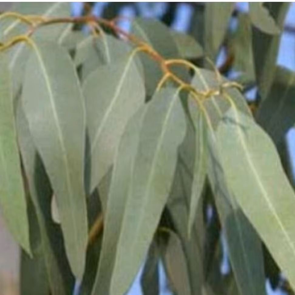 برگ اکلیپتوس  خشک تازه 200 گرمی 