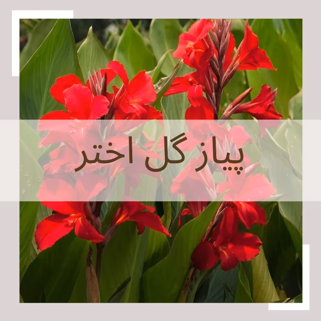 پیاز گل اختر(ریزوم گل اختر)الوان بسته یک عددی