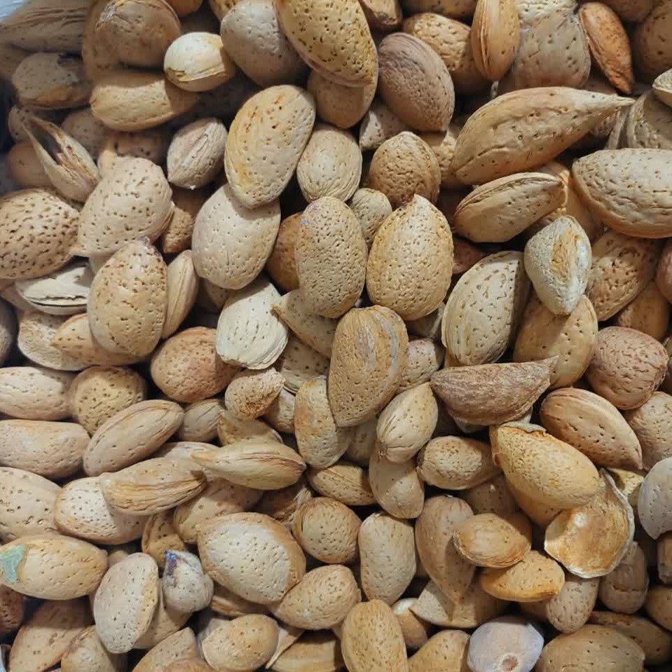 بادام سنگی