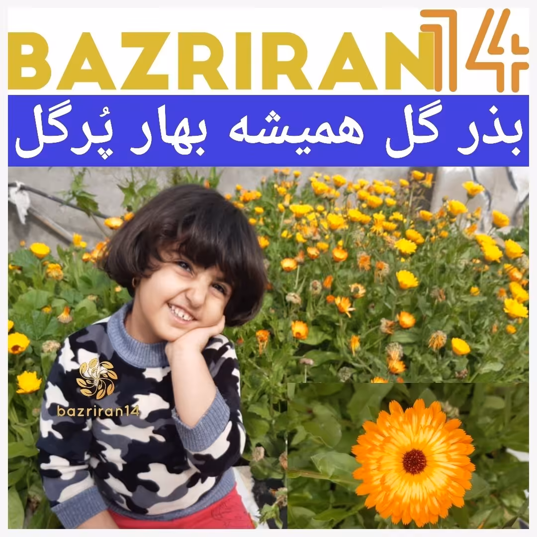 بذر گل همیشه بهار پُرگل