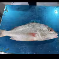 ماهی سنگسر معروف جنوب