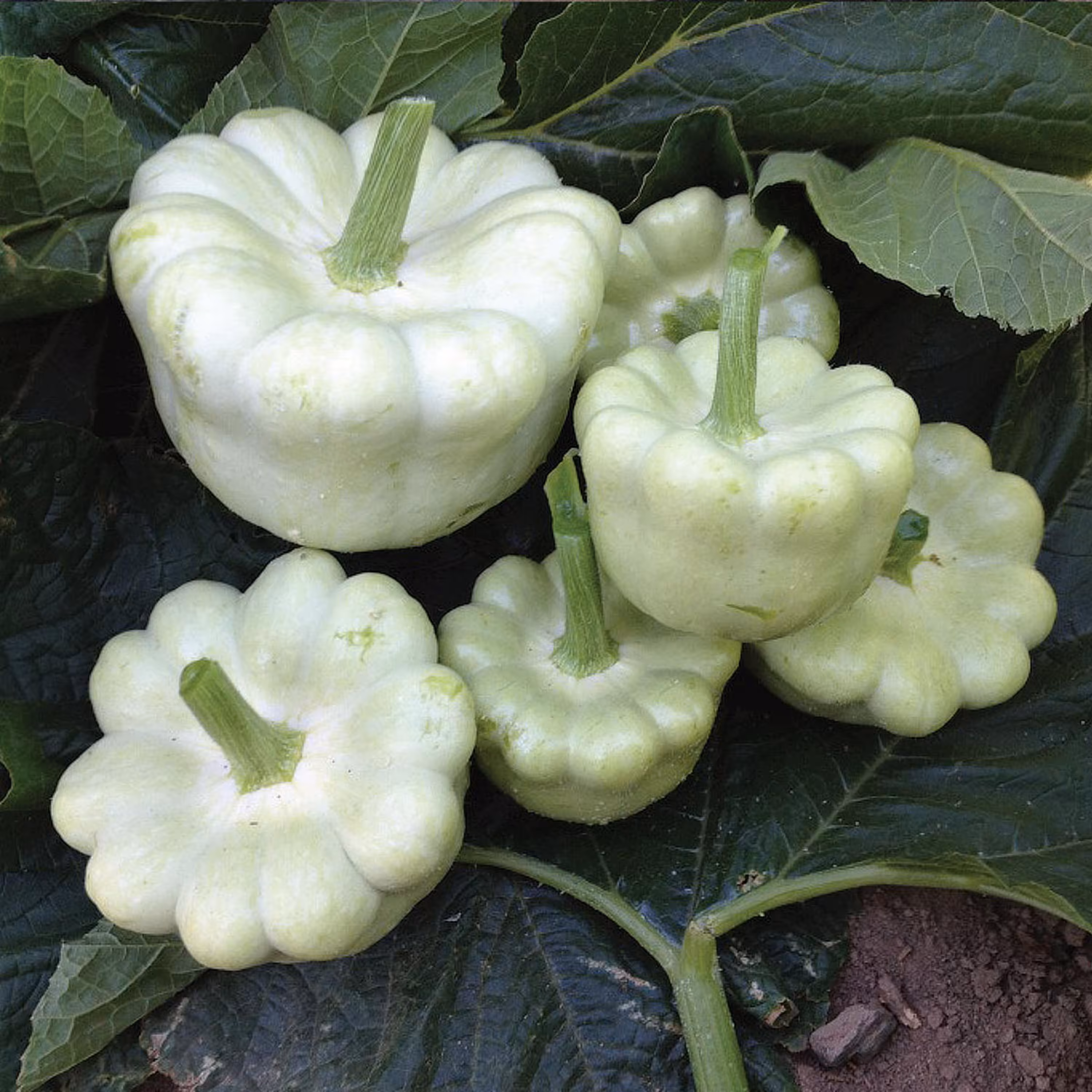 بذر کدو ستاره ای سفید 10عددی
