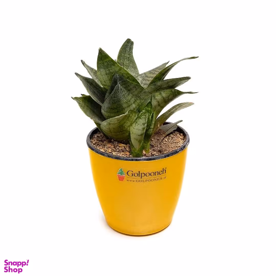 گلدان طبیعی سانسوریا پا کوتاه