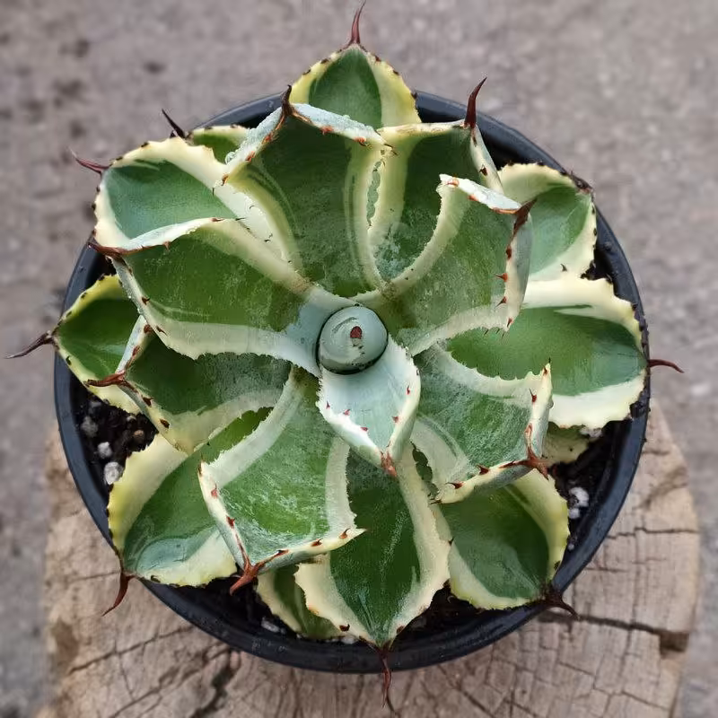 آگاو پوتاتروم کیشیوکان
