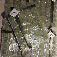 حلوای هل گردو