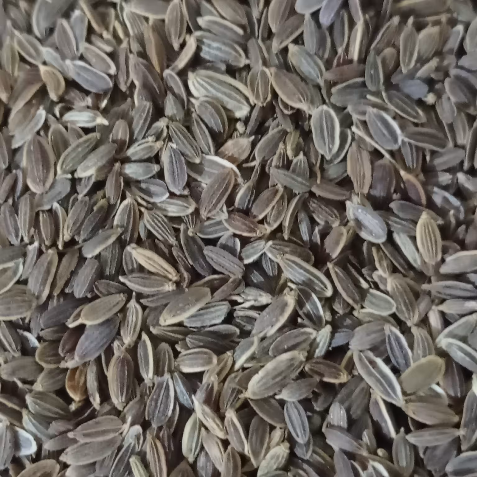 تخم شوید سورت شده صادراتی(100گرمی) 
