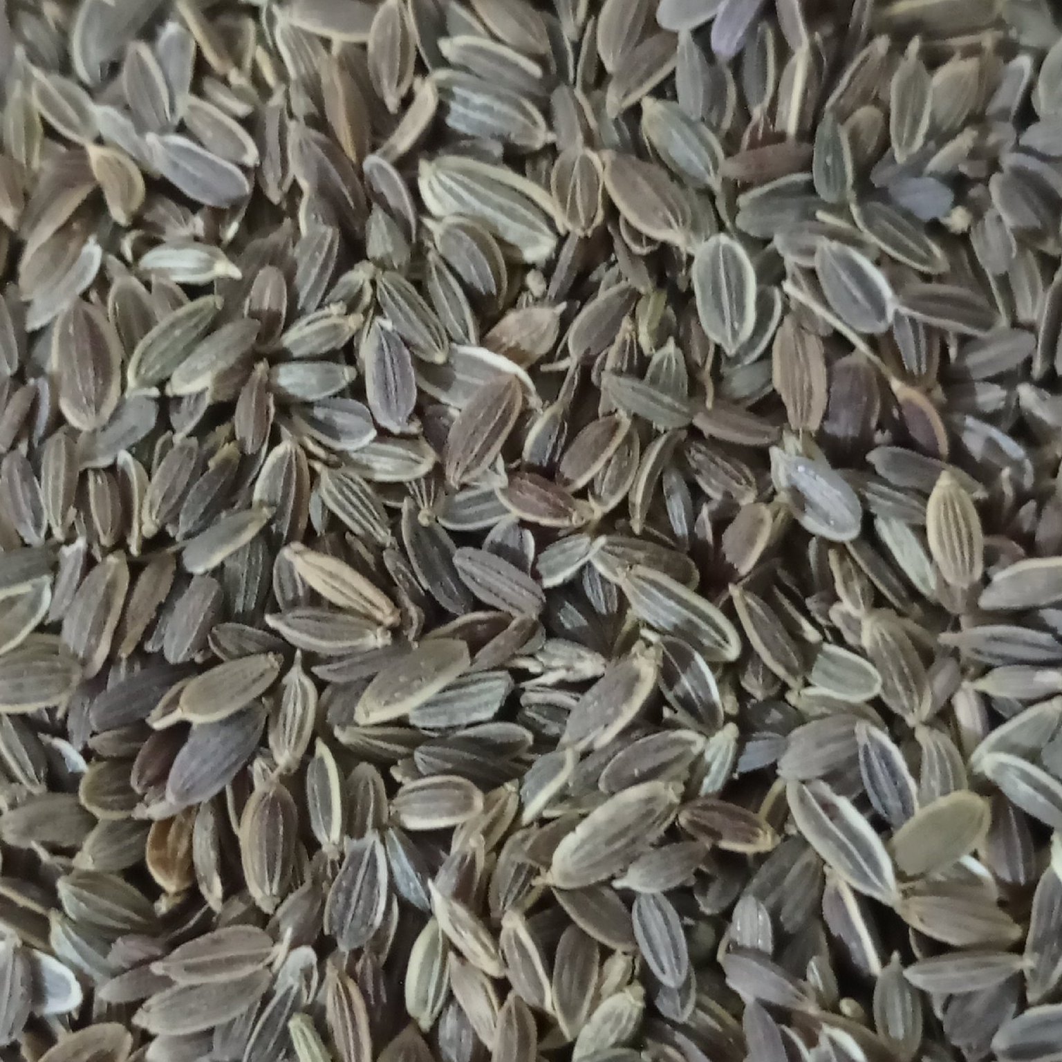 تخم شوید سورت شده صادراتی(100گرمی)