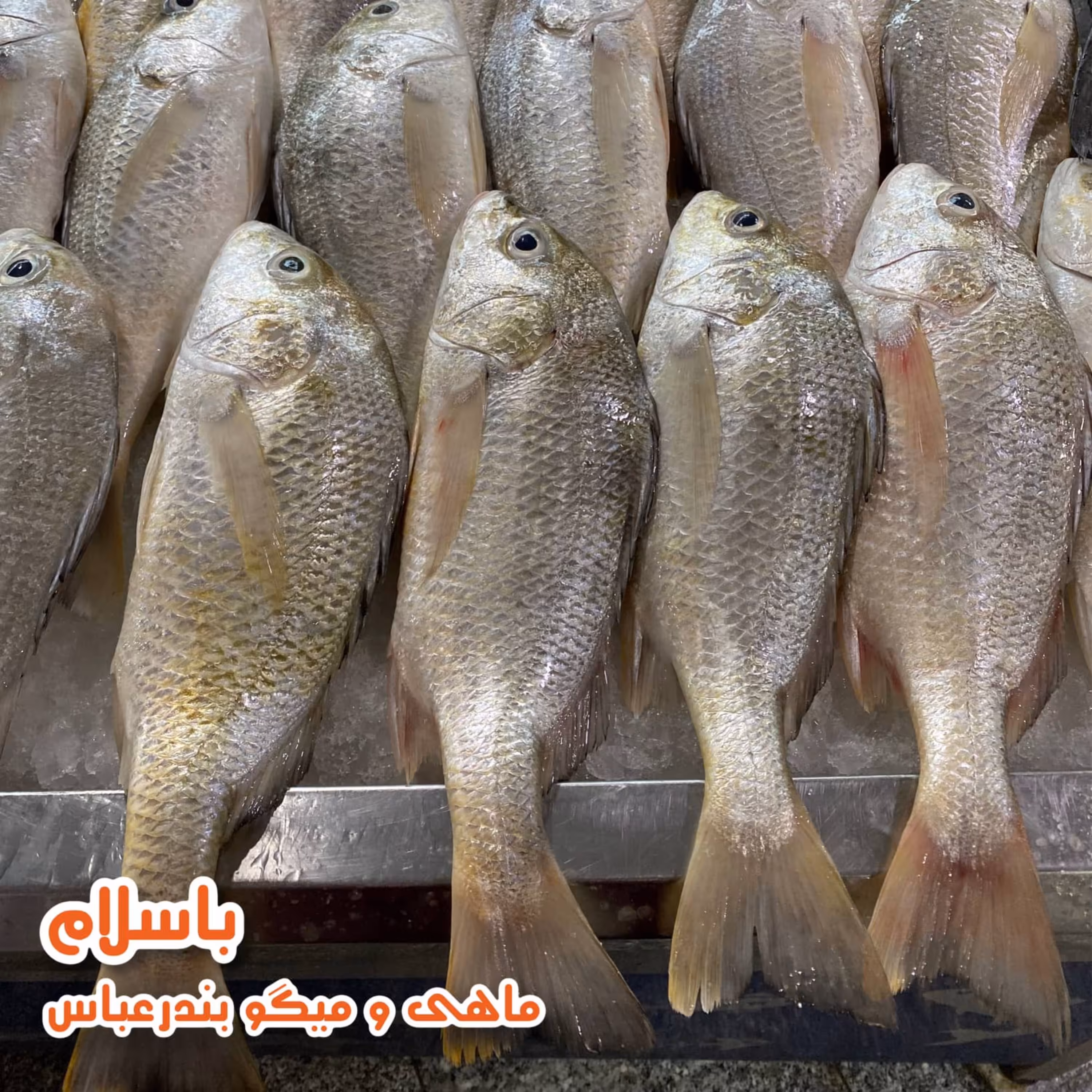  ماهی سنگسر اصل تازه و صید روز (1کیلوگرم)