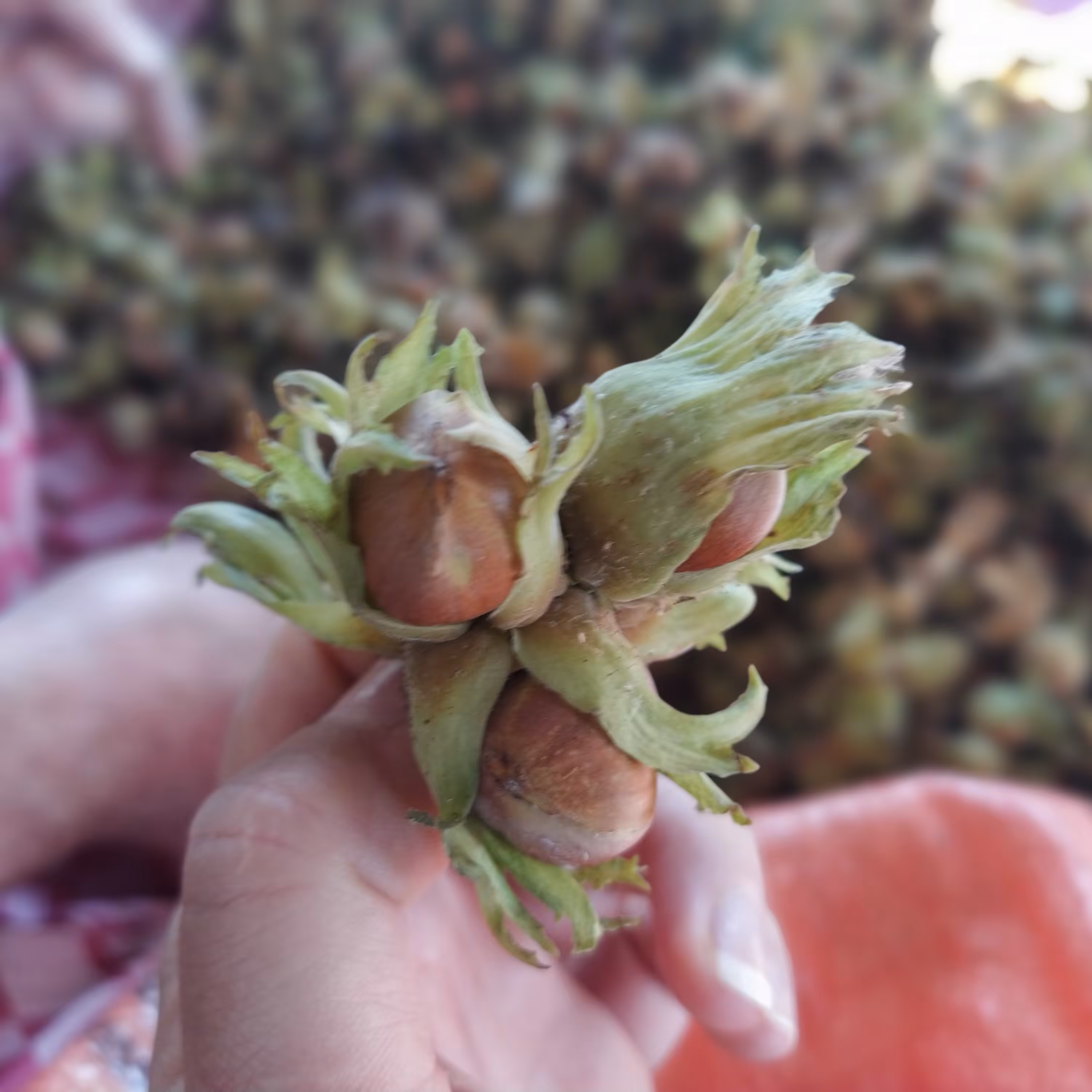 فندق خام امساله  1 کیلویی اشکورات ( طبیعی و صد در صد ارگانیک ) 