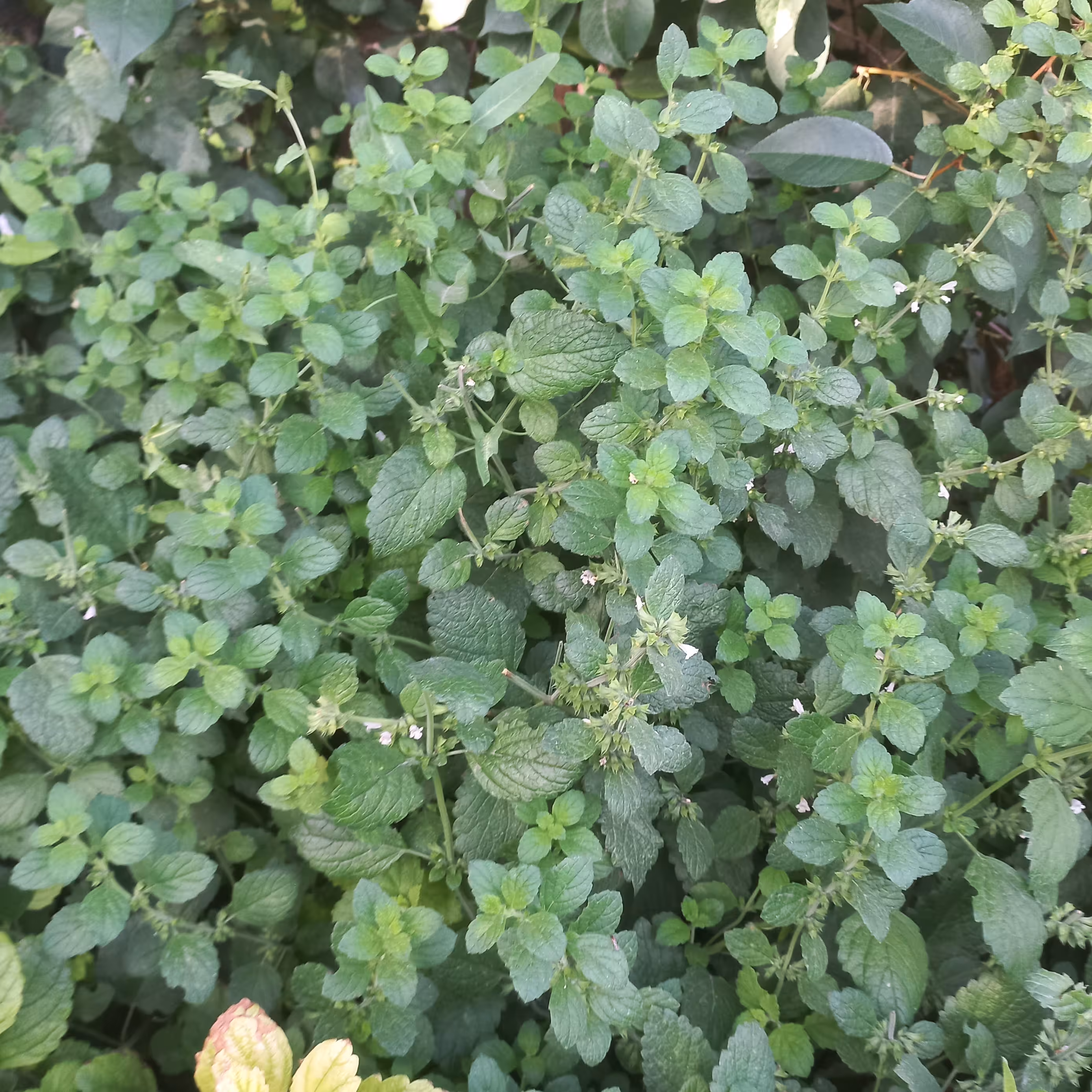 باد رنجبویه