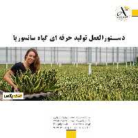 دستورالعمل تولید حرفه ای گیاه سانسوریا