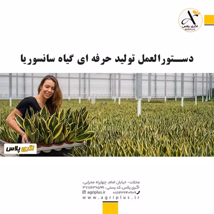 دستورالعمل تولید حرفه ای گیاه سانسوریا