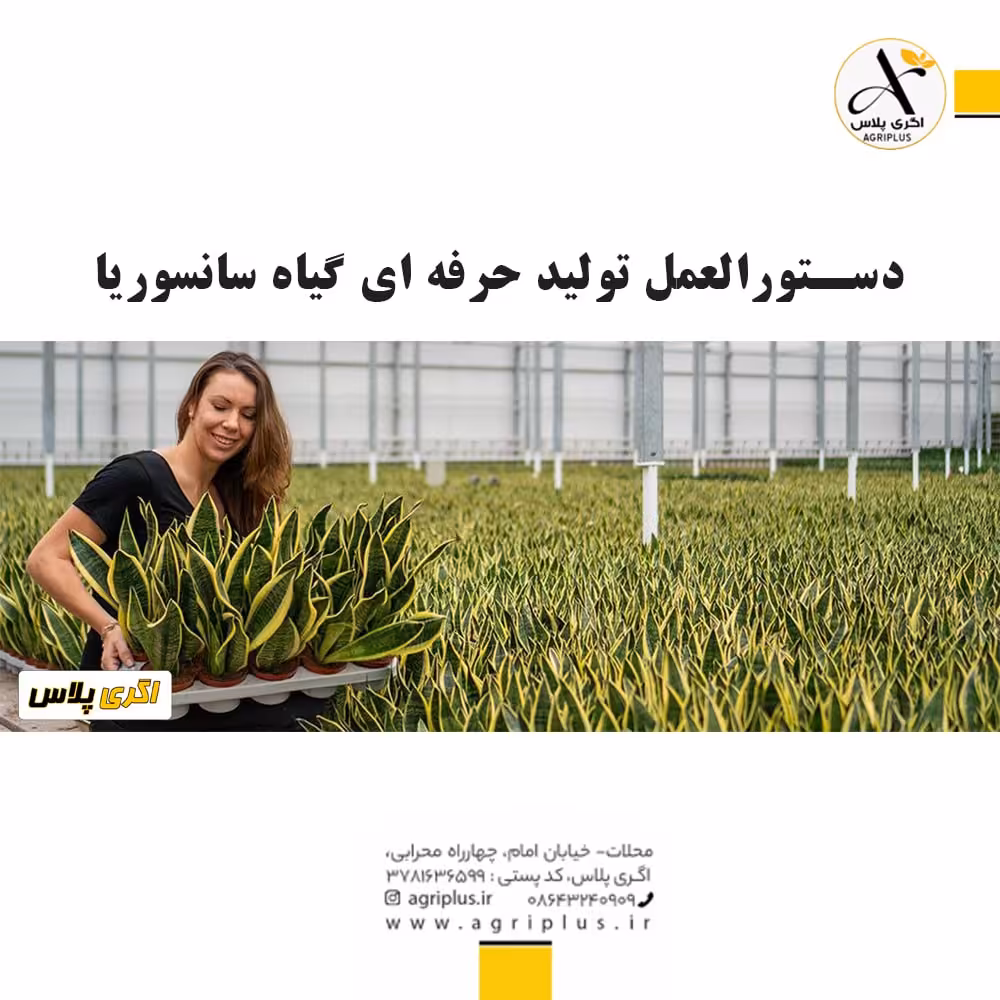 دستورالعمل تولید حرفه ای گیاه سانسوریا